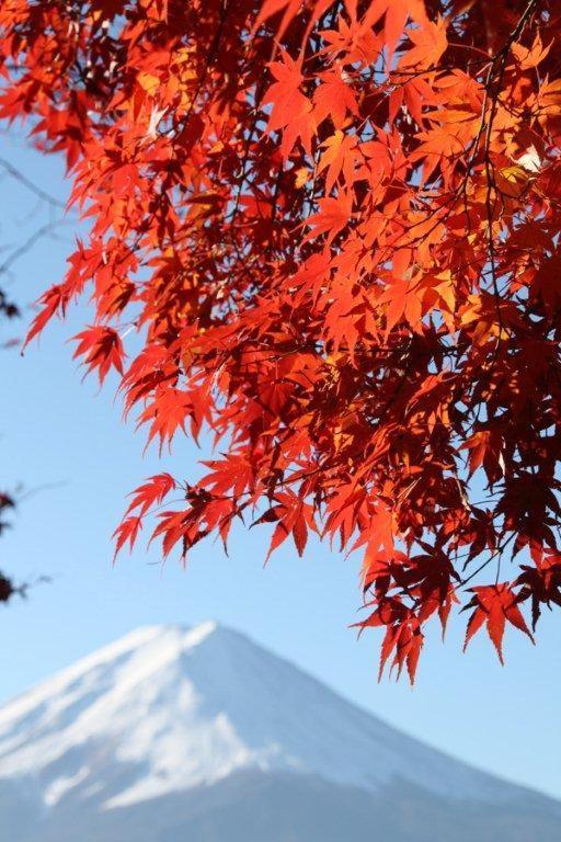 御師の家　梅谷（Umeya） Villa Fujikawaguchiko Eksteriør billede
